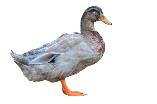 isolated duck on white background