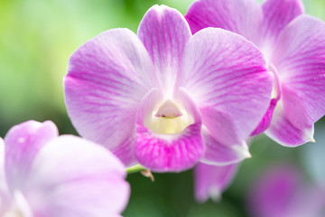 Obraz premium Close Up beautiful purple orchid flower blooming in the garden, Nature Background