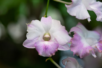 Close Up beautiful Purple and White Orchids flower blooming in orchid garden, Nature Background