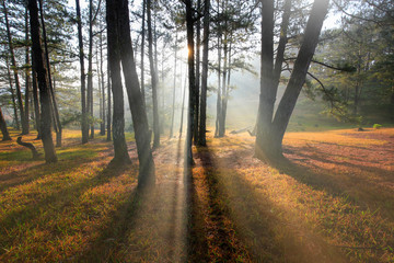 Fototapeta premium Fantastic foggy forest with pine tree . Beauty world