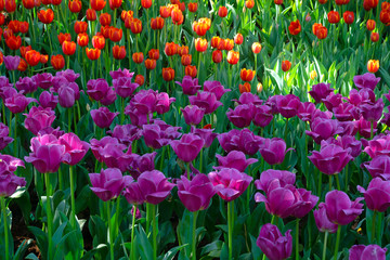 Beautiful tulips in the morning light.