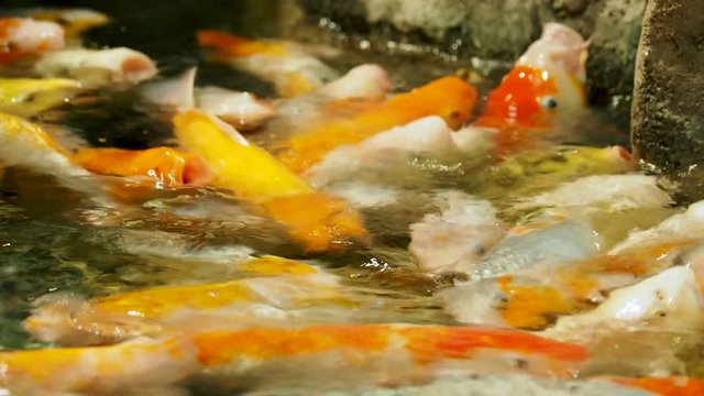 Aquarium full of hungry carp Koi fishes. Cyprinus carpio with open wide mouths. Sochi, Russia.