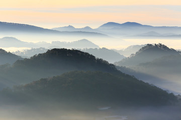 Fantastic foggy forest with pine tree . Beauty world