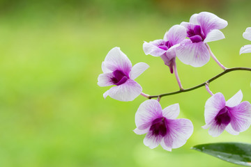 Naklejka na ściany i meble Close Up beautiful Purple and White Orchids flower blooming in orchid garden, Nature Background
