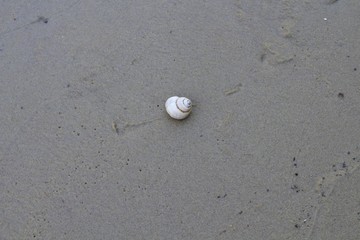 Shell on sand