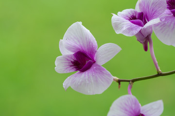 Close Up beautiful Purple and White Orchids flower blooming in orchid garden, Nature Background