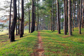 Obraz premium Pine forest in sunlight