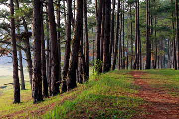 Pine forest in sunlight