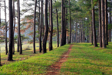 Obraz premium Pine forest in sunlight