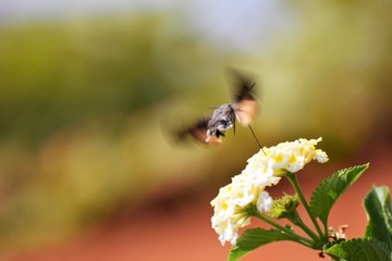 Spring Cyprus Butterfly