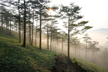 Fantastic foggy forest with pine tree . Beauty world