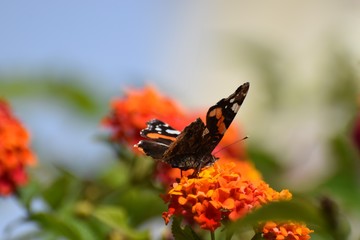 Spring Cyprus Butterfly