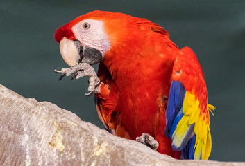 scarlet macaw (Ara macao)