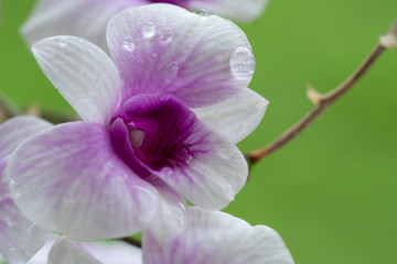 Close Up beautiful Purple and White Orchids flower blooming in orchid garden, Nature Background
