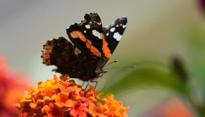 Spring Cyprus Butterfly