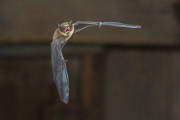 Flying Pipistrelle bat on wooden loft