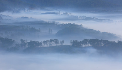 Fantastic foggy forest with pine tree . Beauty world