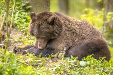European brown bear resting in forest habitat