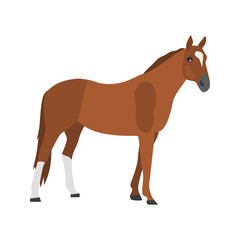 Hanover horse color vector icon. Flat design