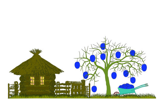 Plums harvest. Plums tree with wheelbarrow.Vector illustration.