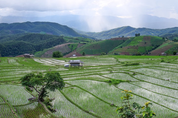 paddy rice field at the northern of Thailand