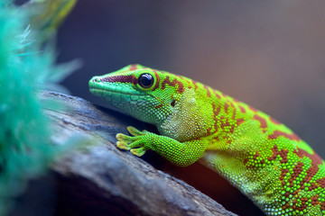 Naklejka premium Felzuma Madagascar or day Gecko poisonous green sitting on a tree branch in a terrarium in a pet store.