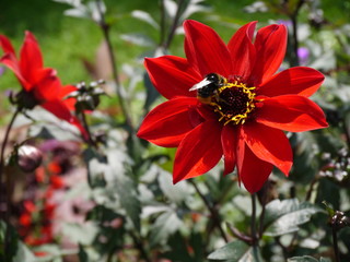 Rote Blume mit Fliege