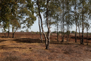 Withered heath due to hot dry summer, Maasduinen National Park, Limburg, Netherlands