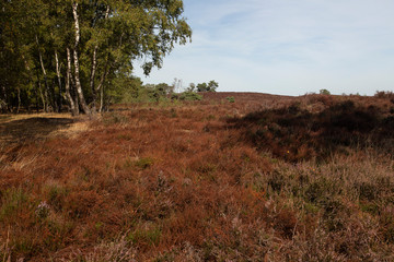 Withered heath due to hot dry summer, Maasduinen National Park, Limburg, Netherlands