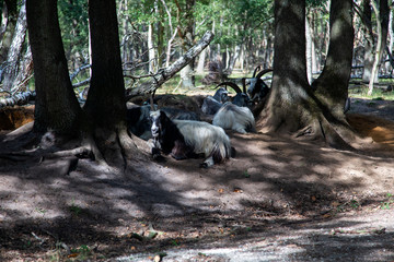 Goats resting in shadow of trees, Maasduinene National Park, Limburg, Netherlands