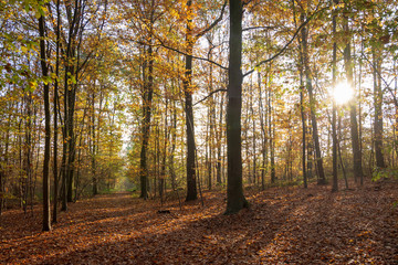 Paysage d'automne, forêt de Meudon, Clamart, France