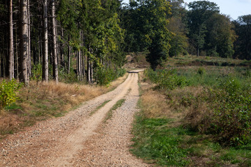 Sandy track through forest in Meinweg National Park, Limburg, Netherlands