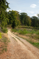 Sandy track through forest in Meinweg National Park, Limburg, Netherlands