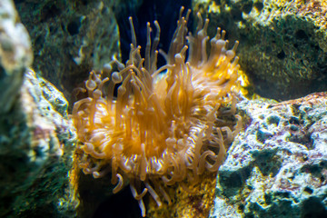 Naklejka na ściany i meble corals of marine aquarium