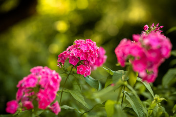 Gartenblumen mit weichem Hintergrund