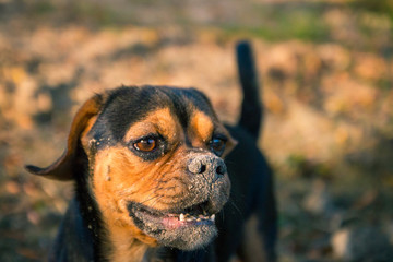 Nahaufnahme eines kleinen Hundes (Puggle)