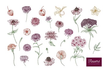 Autumn vector blooming flowers on white background in lines. Colored natural vector illustration hand drawn. Decorative design element, seasonal decoration.