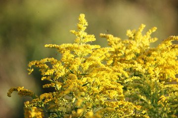 yellow beautiful wild flowers