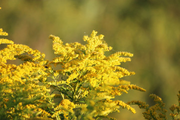 Sprigs of yellow beautiful wild flowers