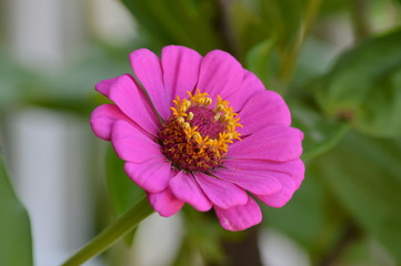Obraz premium Fiori e primavera