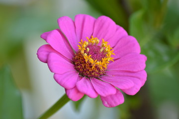 Fiori e primavera