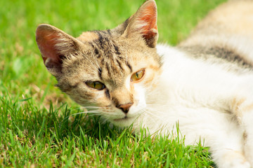 young cat with raised head is lying on the grass. kitten on the meadow.