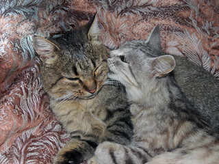 cat love