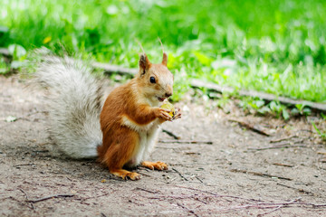 Squirrel on the road