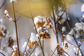 Trees in the snow close-up.