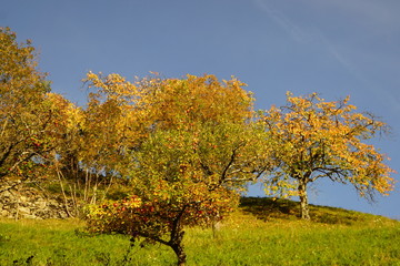 Fototapeta premium Fall