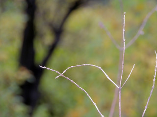 dry grass branch