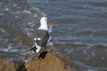Seagull on a rock