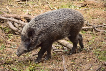 いの爺い〜Boar 
