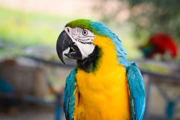 colorful macaw parrot